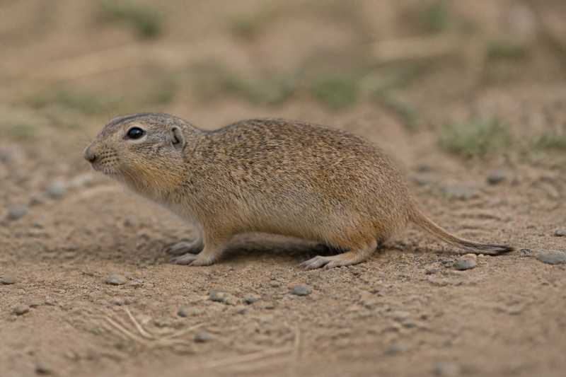 Image of a Verzi's Tuco-tuco in its natural habitat