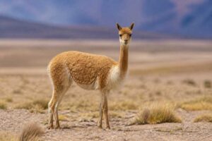Image of a Vicuña in its natural habitat