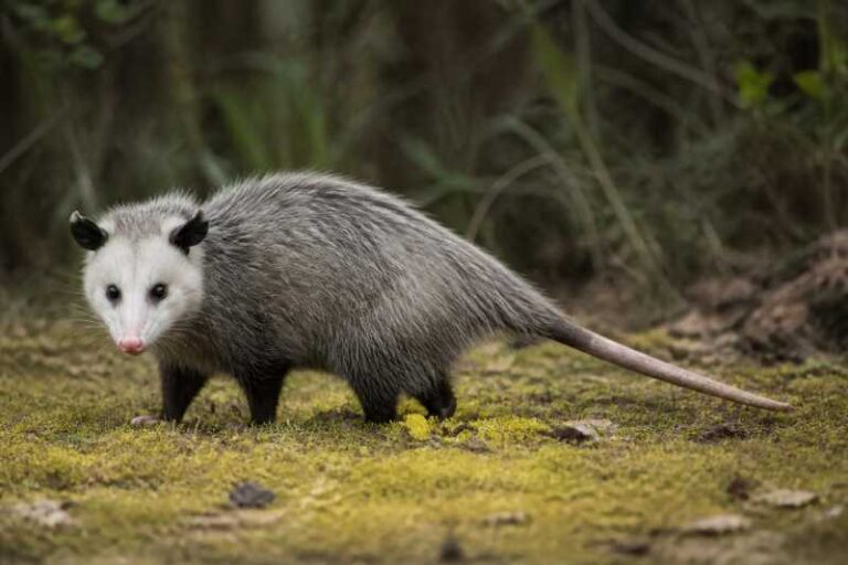 Image of a Virginia Opossum in its natural habitat