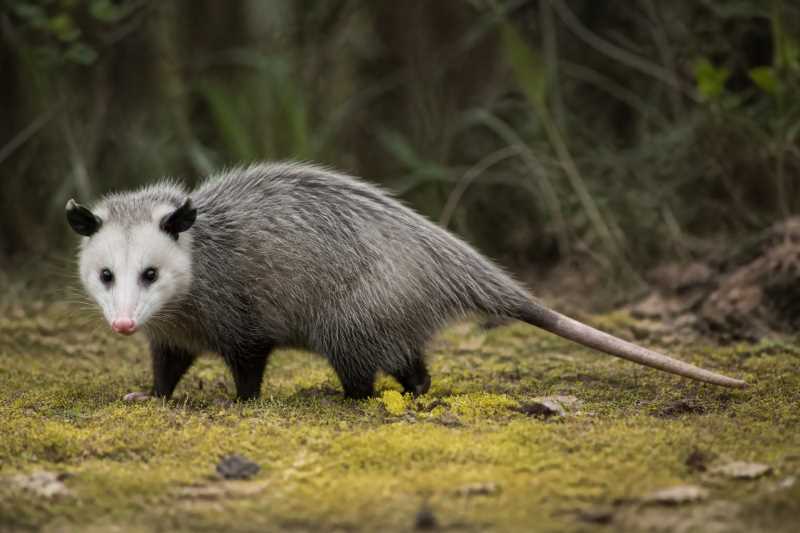 Image of a Virginia Opossum in its natural habitat
