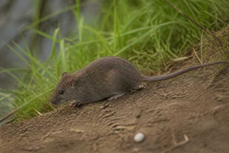 Image of a Vivo's Rice Rat in its natural habitat
