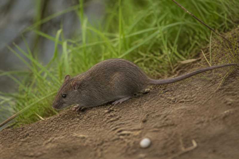 Image of a Vivo's Rice Rat in its natural habitat
