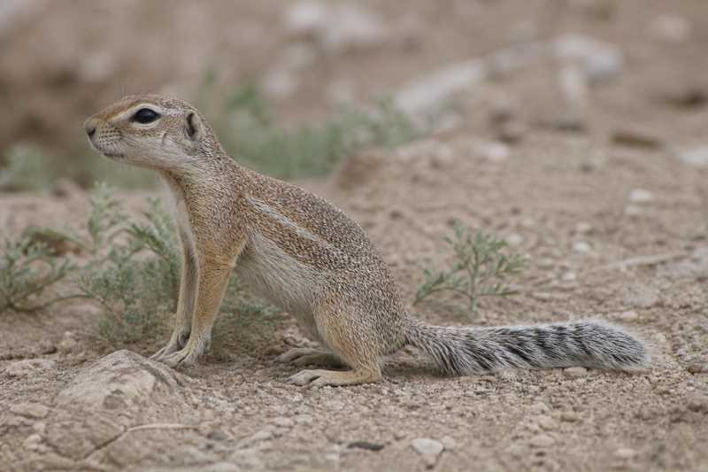 Image of a Vorontsov's Ground Squirrel in its natural habitat