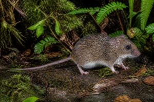 Image of a Voss's Bristly Mouse in its natural habitat