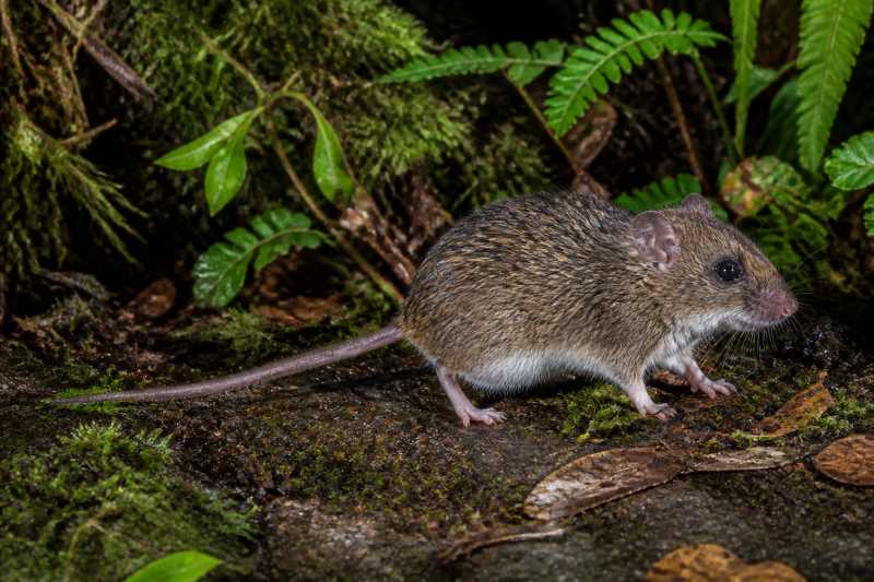 Image of a Voss's Bristly Mouse in its natural habitat