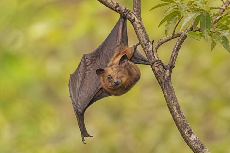 Image of a Wahlberg's Epauletted Fruit Bat in its natural habitat