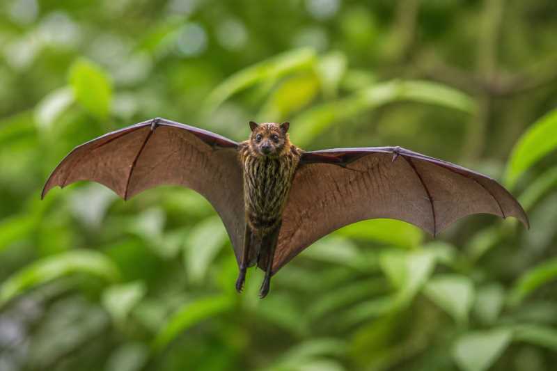 Image of a Wallace's Stripe-faced Fruit Bat in its natural habitat