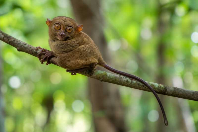 Image of a Wallace's Tarsier in its natural habitat