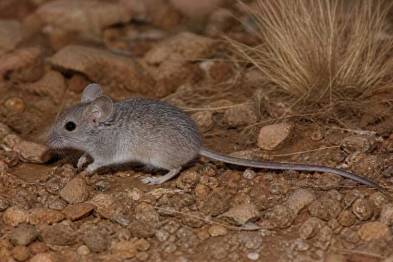 Image of a Wandering Oldfield Mouse in its natural habitat