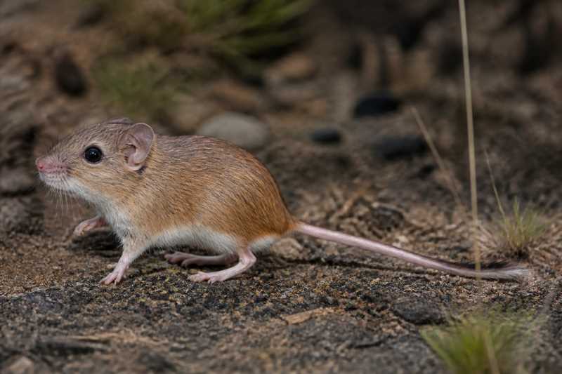 Image of a Wanglang Jumping Mouse in its natural habitat