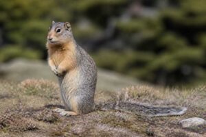 Image of a Washington Ground Squirrel in its natural habitat