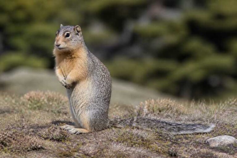 Image of a Washington Ground Squirrel in its natural habitat