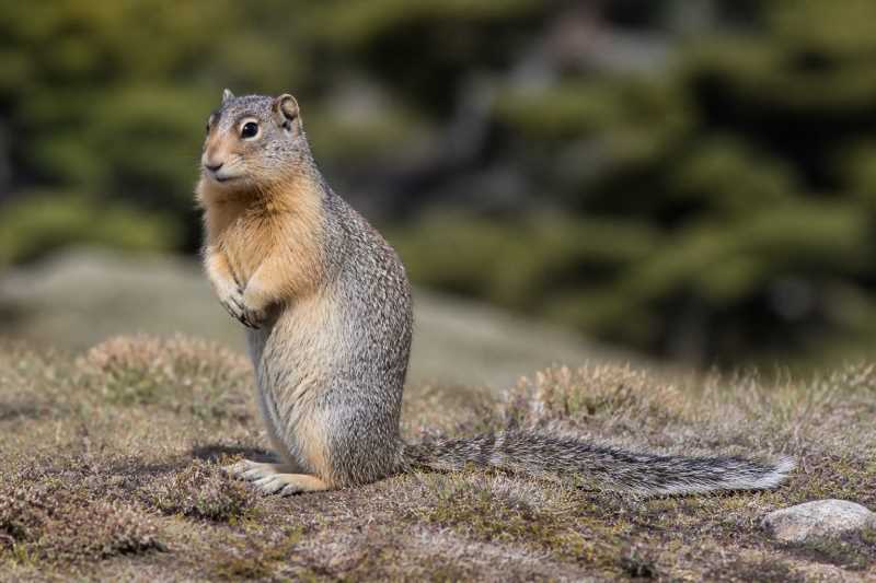 Image of a Washington Ground Squirrel in its natural habitat