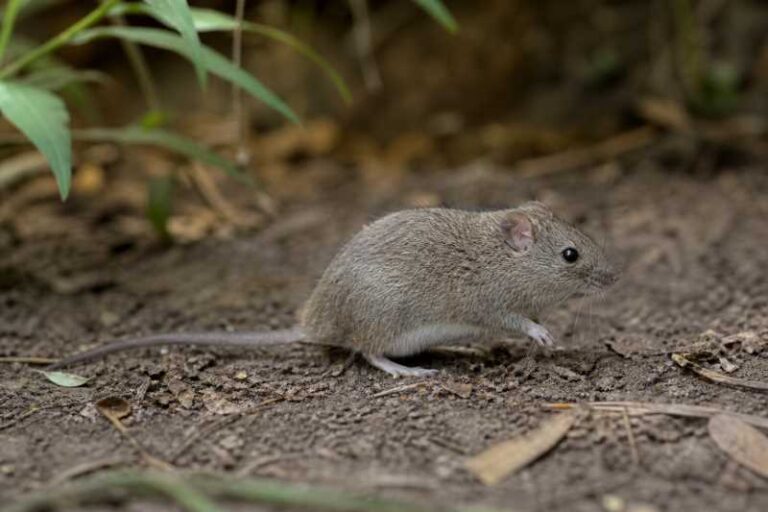 Image of a West Mexican Cotton Rat in its natural habitat