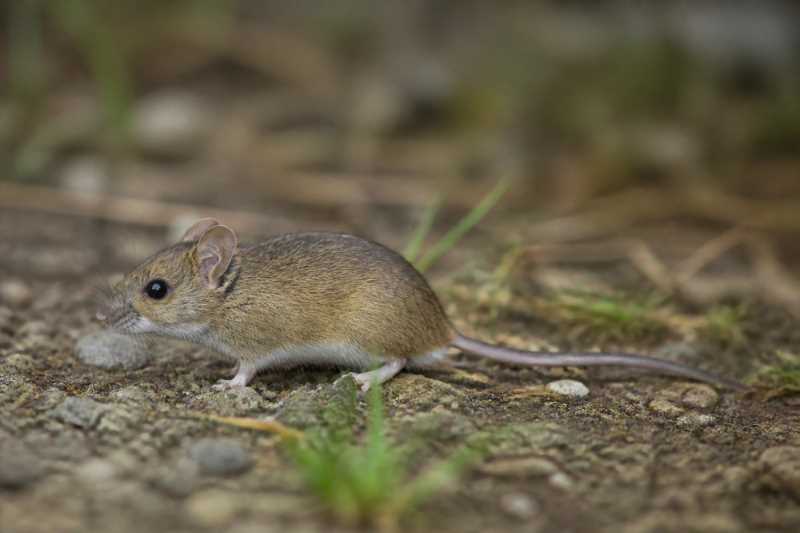 Image of a Western Broad-toothed Field Mouse in its natural habitat