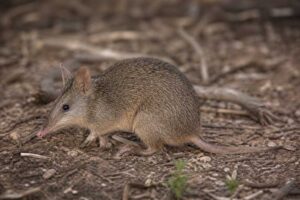 Image of a Western Brown Bandicoot in its natural habitat