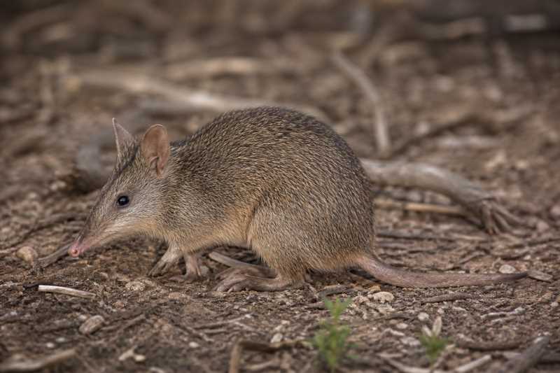 Image of a Western Brown Bandicoot in its natural habitat