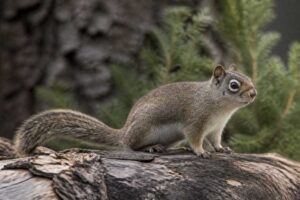 Image of a Western Dwarf Squirrel in its natural habitat