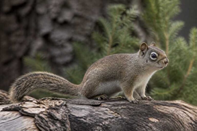 Image of a Western Dwarf Squirrel in its natural habitat