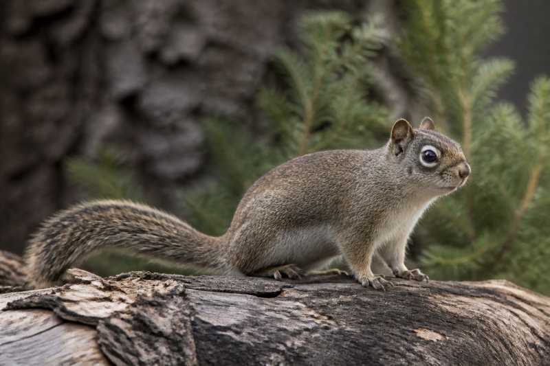 Image of a Western Dwarf Squirrel in its natural habitat