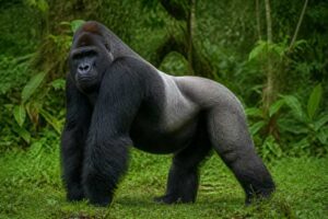 Image of a Western Gorilla in its natural habitat