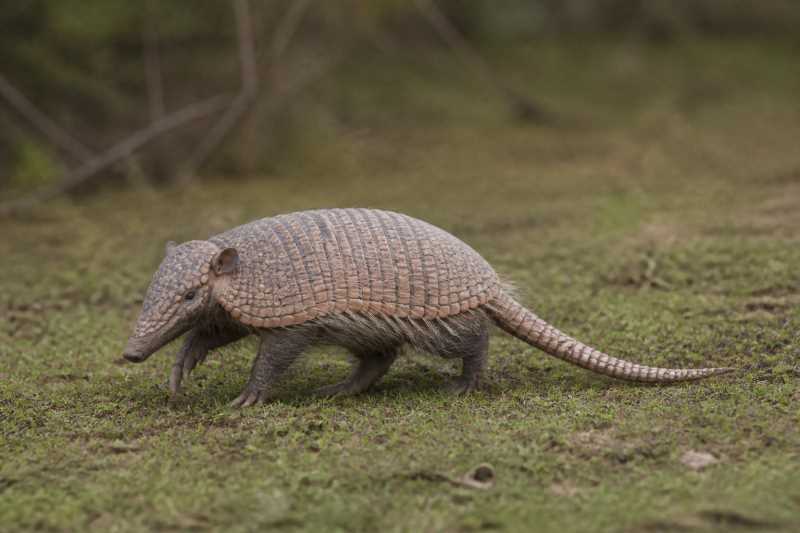 Image of a Western Greater Long-nosed Armadillo in its natural habitat