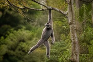 Image of a Western Hoolock Gibbon in its natural habitat