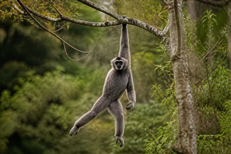 Image of a Western Hoolock Gibbon in its natural habitat