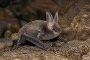Image of a Western Long-eared Bat in its natural habitat