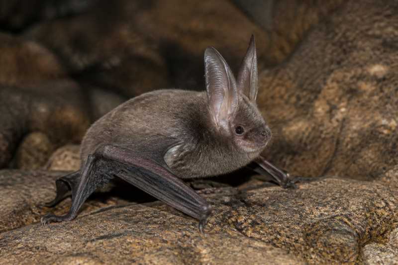 Image of a Western Long-eared Bat in its natural habitat