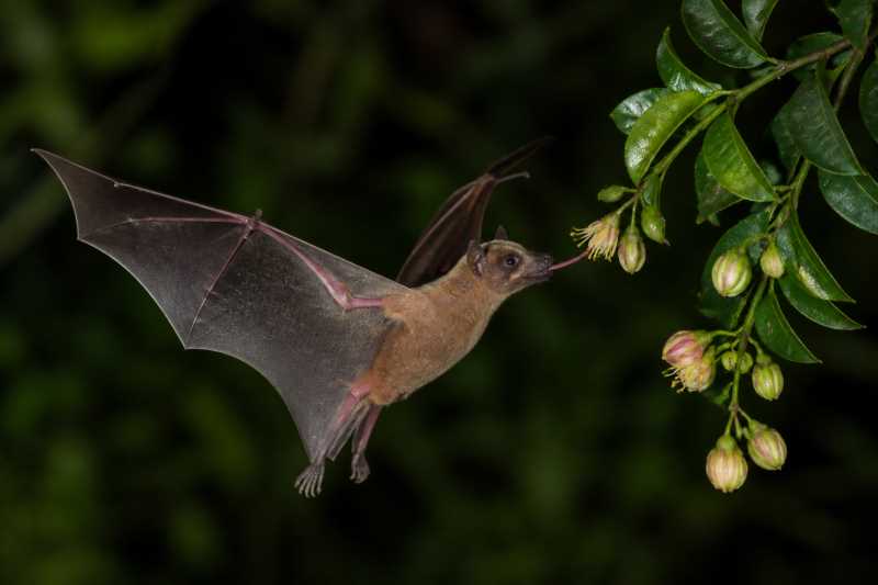 Image of a Western Nectar Bat in its natural habitat