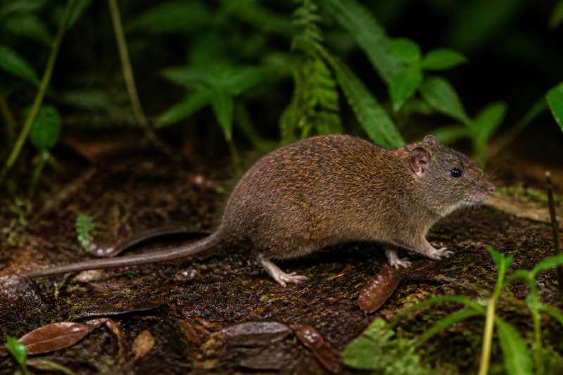 Image of a Western Rainforest Thicket Rat in its natural habitat