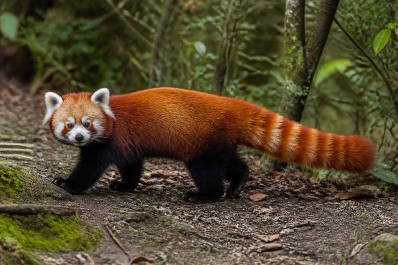 Image of a Western Red Panda in its natural habitat