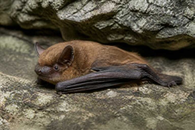 Image of a Western Small-footed Myotis in its natural habitat