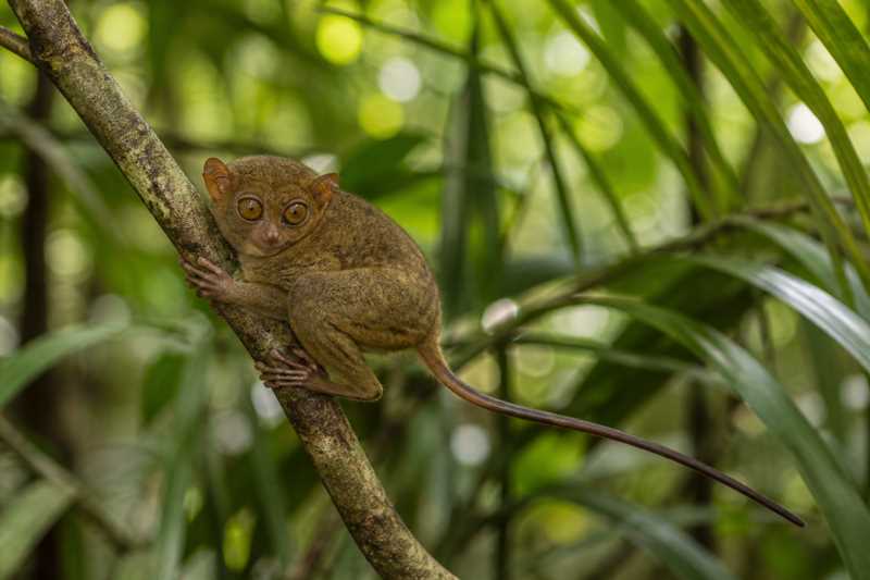 Image of a Western Tarsier in its natural habitat