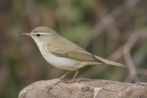 Image of a Western Bonelli's Warbler in its natural habitat