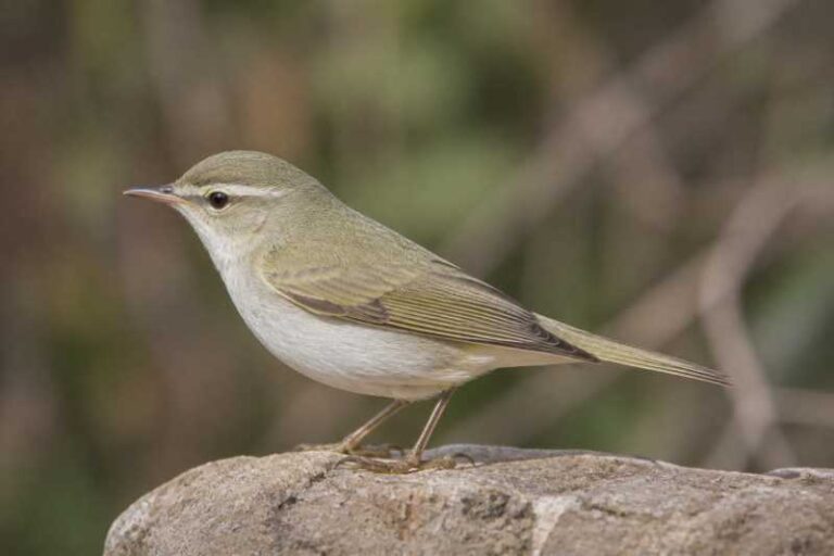 Image of a Western Bonelli's Warbler in its natural habitat