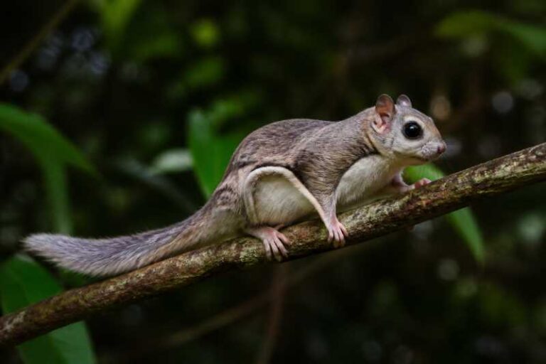 Image of a Whiskered Flying Squirrel in its natural habitat