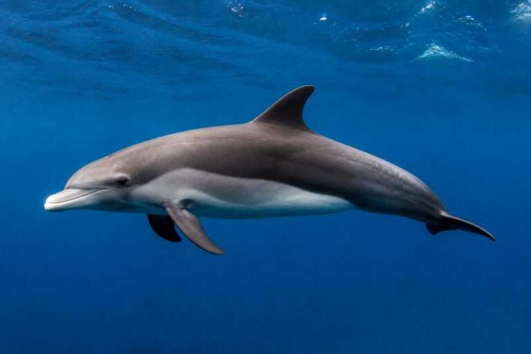 Image of a White-beaked Dolphin in its natural habitat