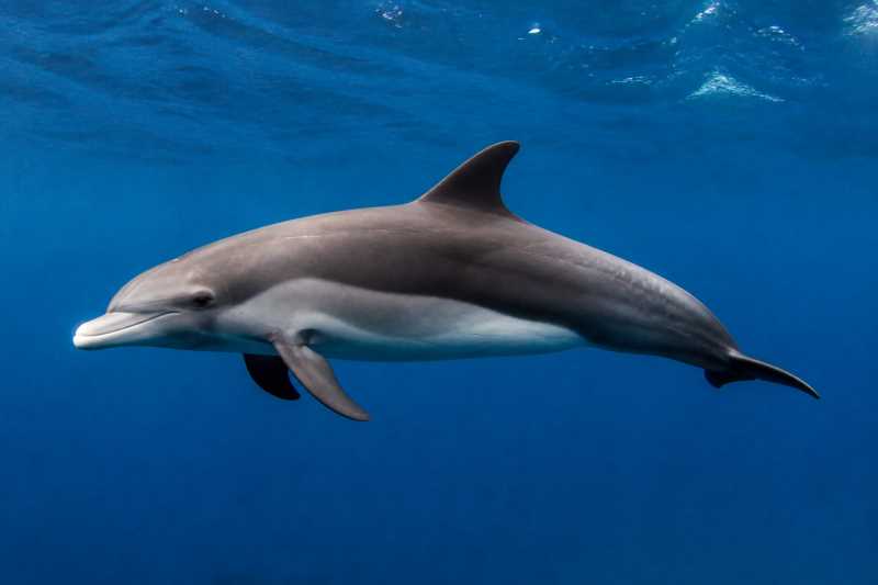 Image of a White-beaked Dolphin in its natural habitat