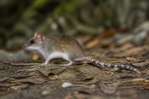 Image of a White-bellied Mosaic-tailed Rat in its natural habitat