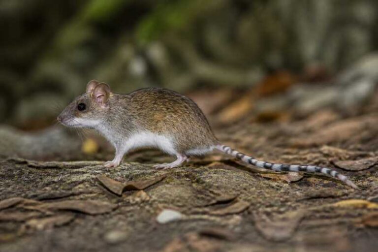 Image of a White-bellied Mosaic-tailed Rat in its natural habitat