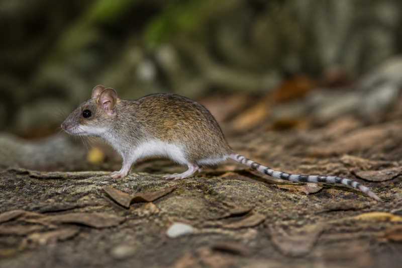 Image of a White-bellied Mosaic-tailed Rat in its natural habitat