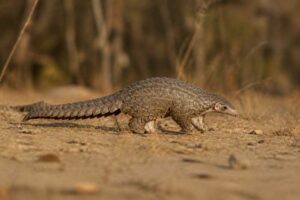 Image of a White-bellied Pangolin in its natural habitat