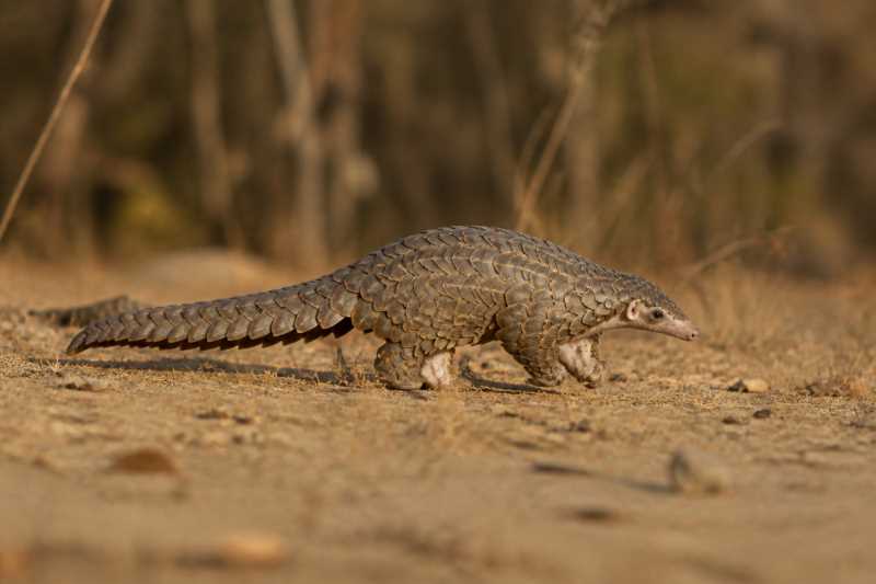 Image of a White-bellied Pangolin in its natural habitat