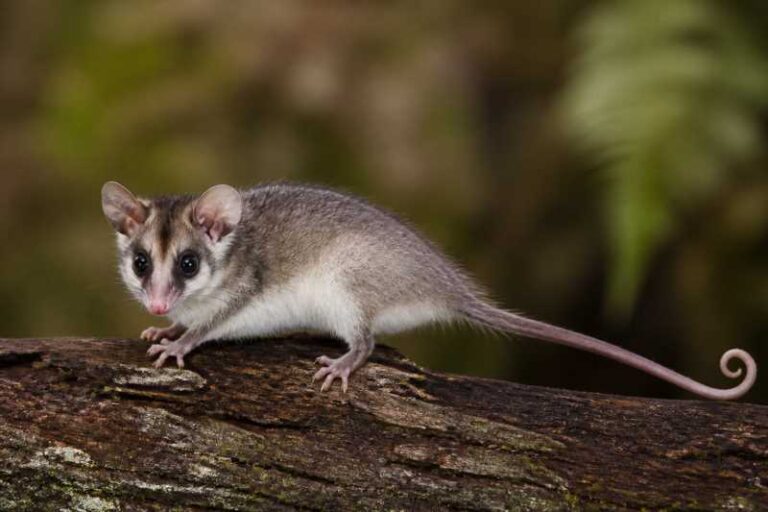 Image of a White-bellied Woolly Mouse Opossum in its natural habitat