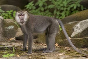Image of a White-cheeked Macaque in its natural habitat