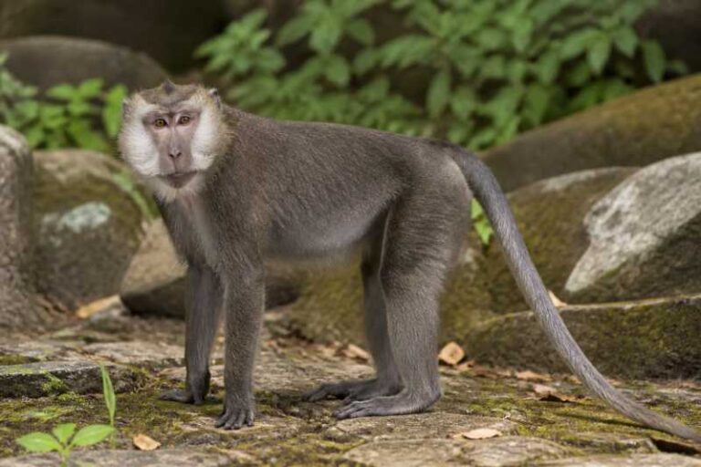 Image of a White-cheeked Macaque in its natural habitat