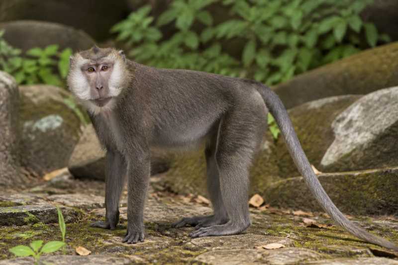 Image of a White-cheeked Macaque in its natural habitat