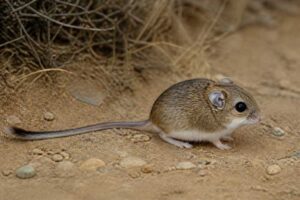 Image of a White-eared Pocket Mouse in its natural habitat
